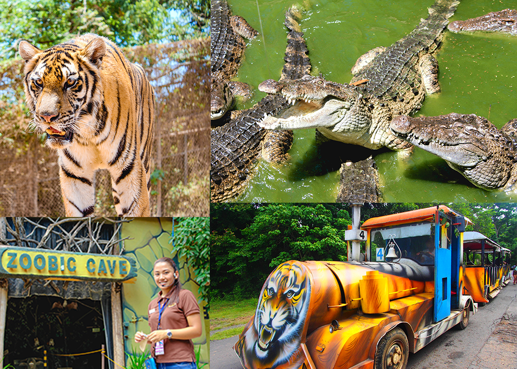 zoobic safari to subic bay